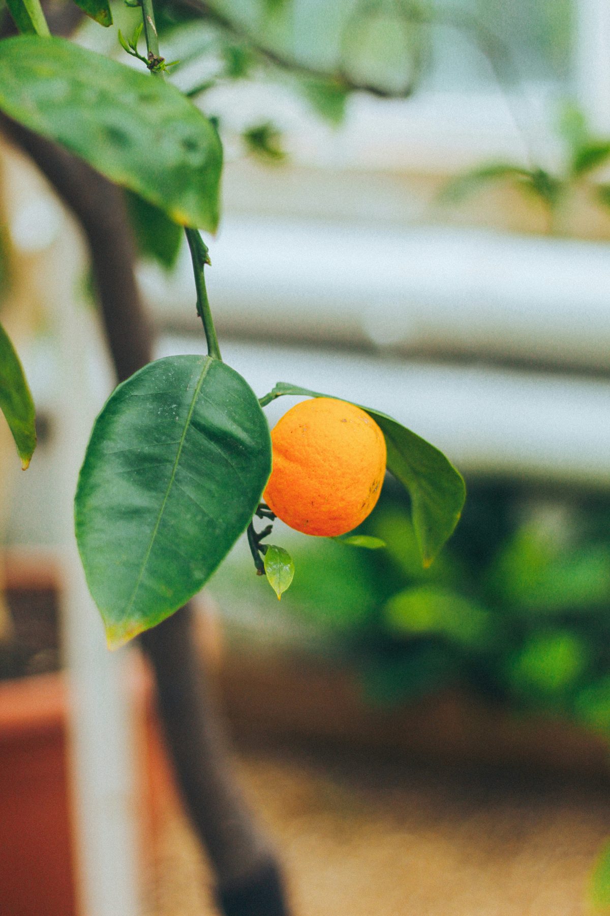 Citrus ripening in a greenhouse