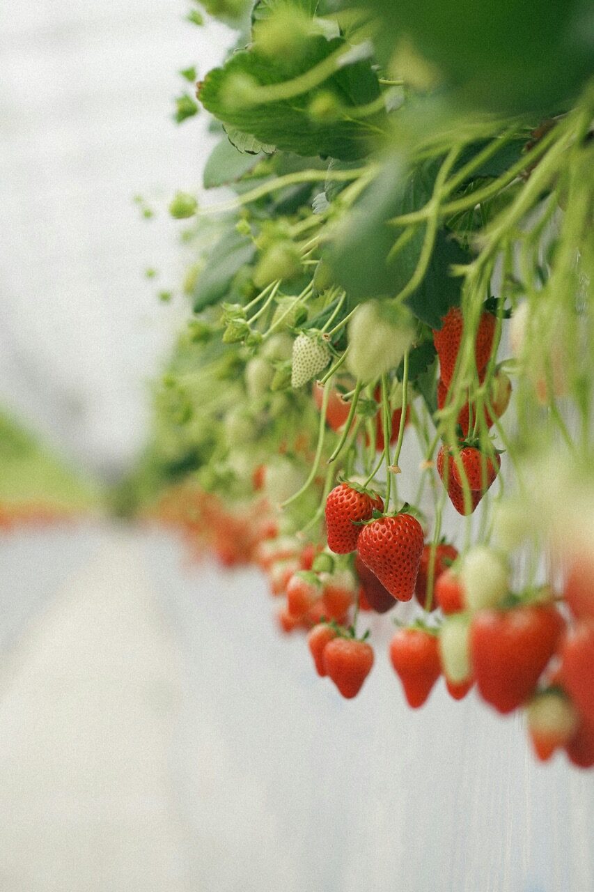 Winter strawberries on the vine