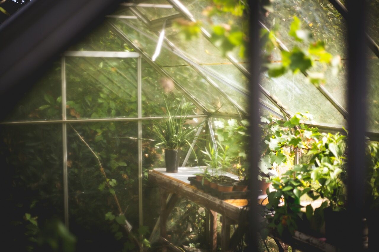 Sunlit rows inside a community greenhouse